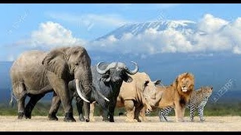 predatori e prede strategie di sopravvivenza savana-documentario