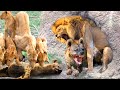 Too Pitiful! Lions Stormed Into The Hyena Den And Brutally Destroyed Entire Family Of Hyenas