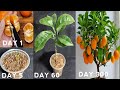 How to grow orange tree from seed | Easy way to grow orange trees