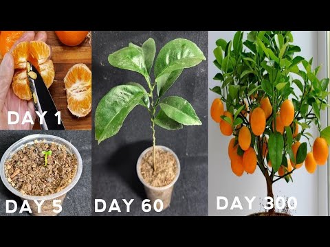 Video: How to Seed Orange Seeds: 11 Steps (with Pictures)