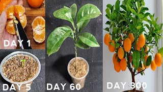 How to grow orange tree from seed | Easy way to grow orange trees