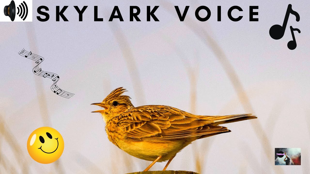 SKYLARK VOICE | EURO ASIAN | PASSERINE BIRD | LARK FAMILY | ALAUDIDAE | SONG BIRD |SINGING|TRIZZLER|