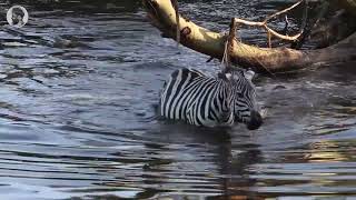 Crocodile Vs Zebra In Serengeti National Park