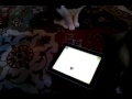 Cats play with ipad