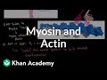 Myosin and actin | Circulatory system physiology | NCLEX-RN | Khan Academy