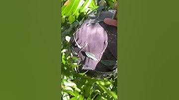 Quốc mồi chạch ré bắt bỏi nhé Ae