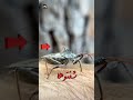 حريش المنزل لماذا لا يجب قتلها حلفاء غير متوقعين حريش المنزل لماذا لا يجب قتلها حلفاء غير متوقعين