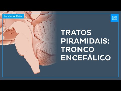 Tratos piramidais: Tronco encefálico - Anatomia Fácil | Kenhub
