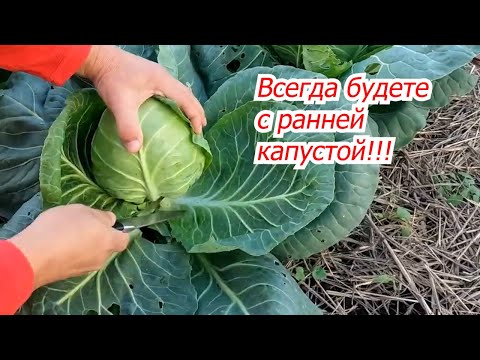 Когда сеять капусту на рассаду без ошибок!