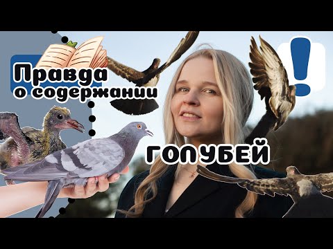 20 вещей которые стоит знать о ГОЛУБЯХ всем и каждому.