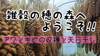 【雑穀栽培記録】アワとキビをを収穫します