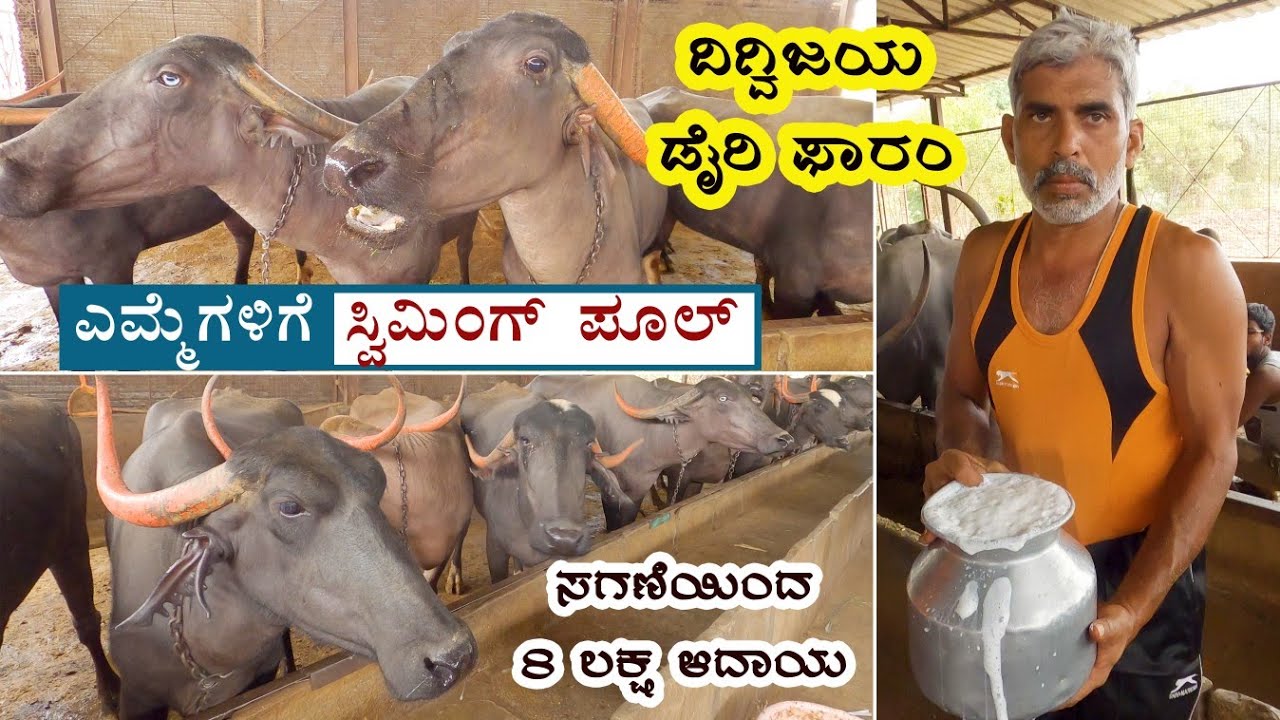 Digvijaya dairy farm - Akkalakote