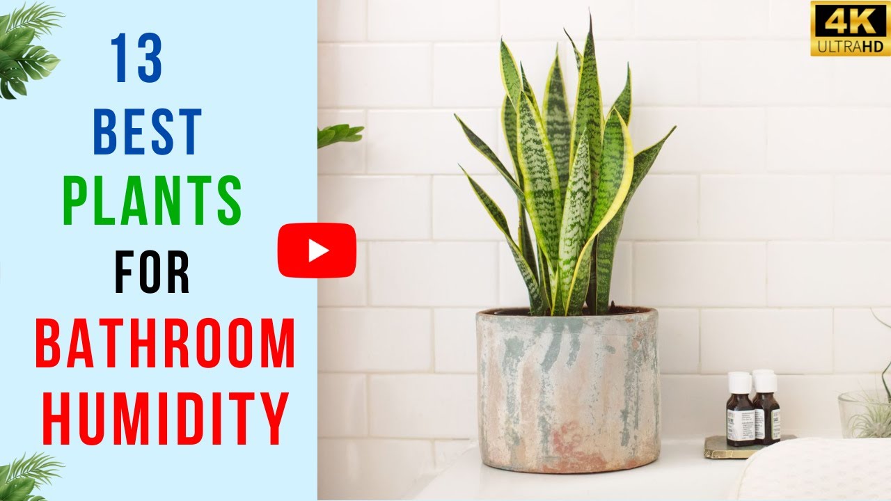 13 Best Plants for Bathroom Humidity | Plants for Humid Bathrooms - YouTube