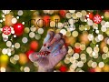 ❄Christmas Collab❄ | 🎃Halloween Horror to Christmas Joy🎄