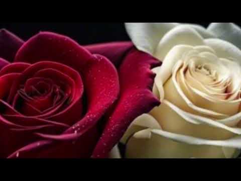 شيماء الشايب سيره الحب