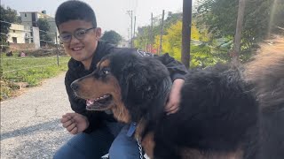 “ Nawaab”  sher ban gya h !! | 1 year old Tibetan Mastiff by Pankaj Parihar Uttarakhandi 3,611 views 4 months ago 7 minutes, 36 seconds