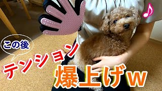 話題のグローブブラシを犬に使ってみたらブラッシングどころじゃなかったw【トイプードル】