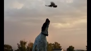 Bird Protects Her Nest from a Dog