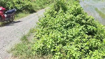 Nhà đất bán đất ruộng lúa vườn thổ giá rẻ, 18,5 công, giá 150tr/công, mộc Hóa Long An.