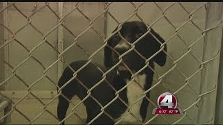 Lee County Animal Control trying to find 350 animals a home for the holidays