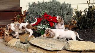 Mini Dachshund Puppies for Sale