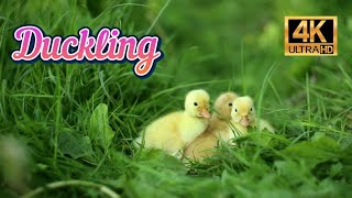 Cute Duckling  A Funny Duck Videos Compilation 4K