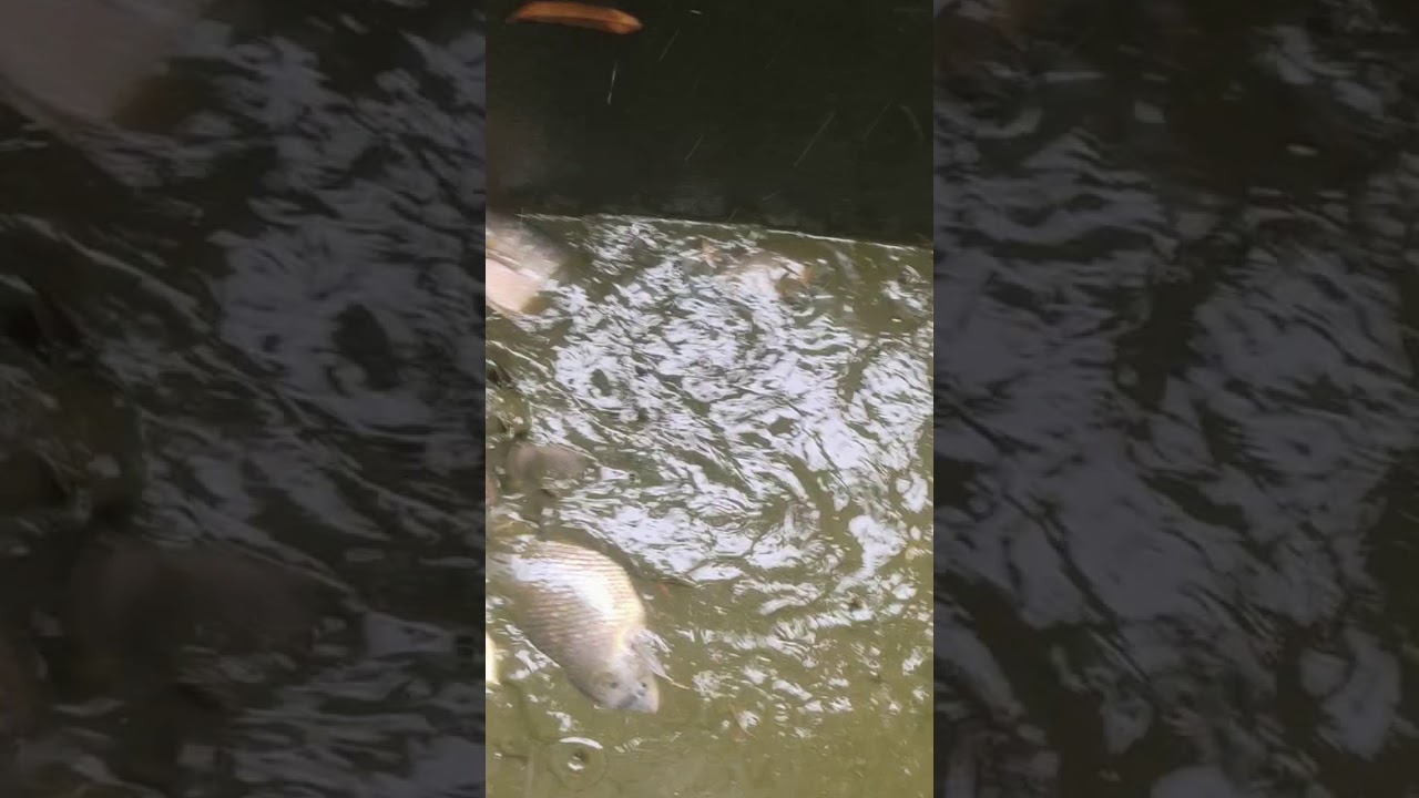 Pelihara ikan kaloi di kolam semen YouTube
