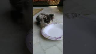 Kittens Wants Some Milk