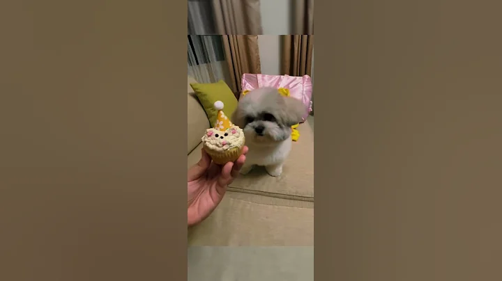 Shihtzus Cute Reaction! #shorts #puppy #barmaniyan