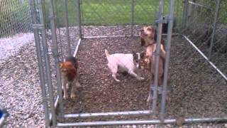 Morrow county dog shelter 419-946-1747