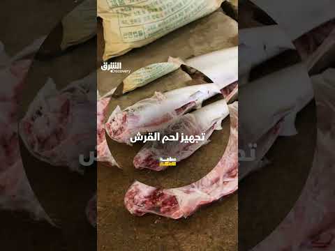 تجهيز لحم القرش