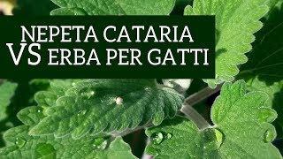 Grass for cats VS Nepeta cataria! What does your cat want?