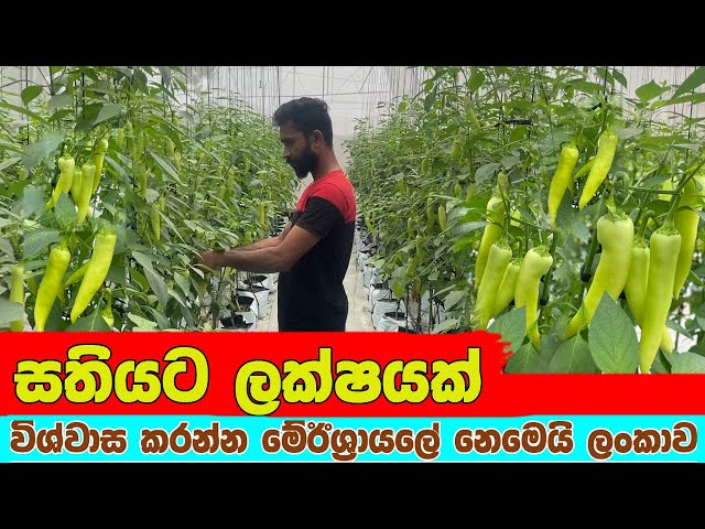 අති සාර්ථකයි ලාභය ෂුව‍ර් බෑග් 500 න් පටන්ගත්තෙ දැන් වර්ග අඩි 25000 ක් හදනව