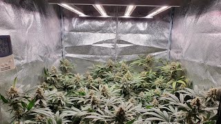Big Bud, Cookies Gelato & Orange Juice Garden Update #2