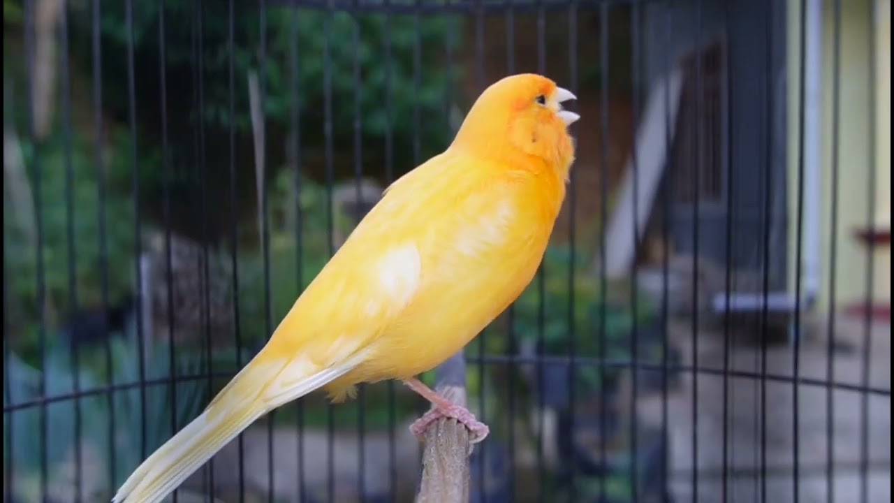Beautiful Canary singing for Relaxing bird sound & for sleep & study for baby bird