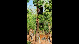 Tiger Attack Man in Forest/tiger attacks man/leopard attacks man in forest#tiger#man#leopard#shorts screenshot 1