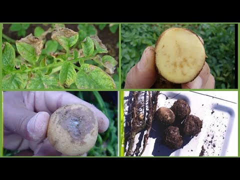 Vídeo: Rott Brown Of Potatoes: Aprenda sobre os sintomas de murcha bacteriana em plantações de batata