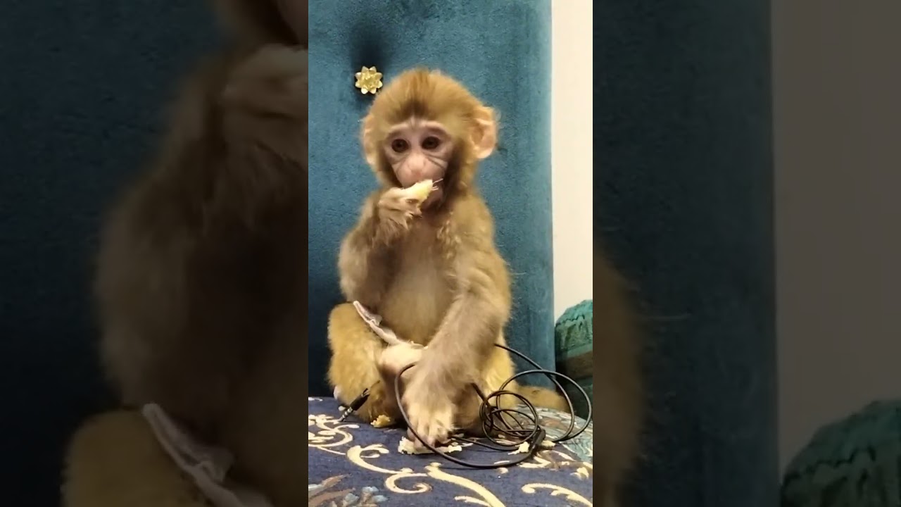 monkey eating style
