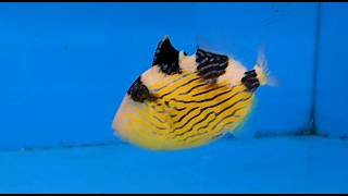 🐟Fuscus Triggerfish🐠 Saltwater Fish