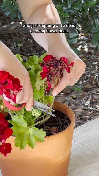 Deadheading geraniums is simple and helps promote flowering throughout the season!