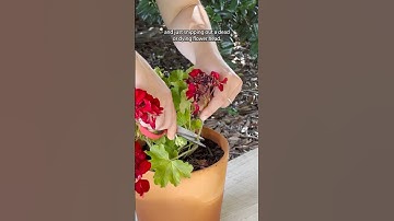 Deadheading geraniums is simple and helps promote flowering throughout the season!