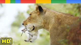 [Nat Geo Wild] Newborn Cubs of Pretadors Survival School - Lion Documentary HD