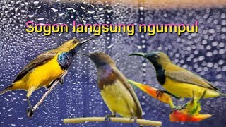 suara pikat Sogon/sogok ontong ribut paling ampuh anti gagal 100% terbukti ngumpul