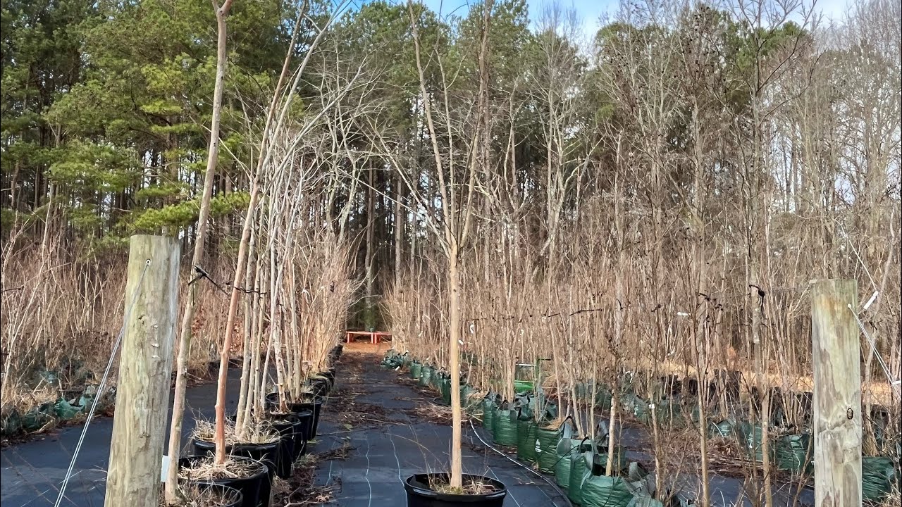 Purchasing and Planting a Single Stem Biloxi Crepe Myrtle YouTube