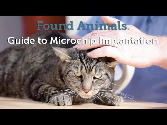 find cat with microchip