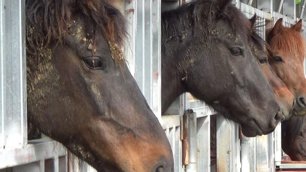 レースが終わって3日で屠殺場に 競走馬たちの悲劇的な最後 楽しい南トンスランド