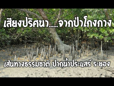 เสียงปริศนา จากป่าโกงกาง เส้นทางธรรมชาติปากน้ำประแสร์ ระยอง