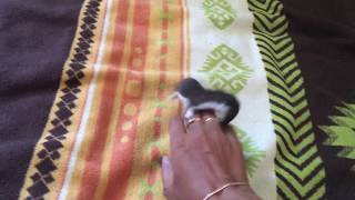 Утро домашней ласки Пищали (Mustela nivalis, weasel)