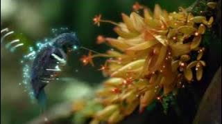 Samsung Hummingbird LED TV commercial