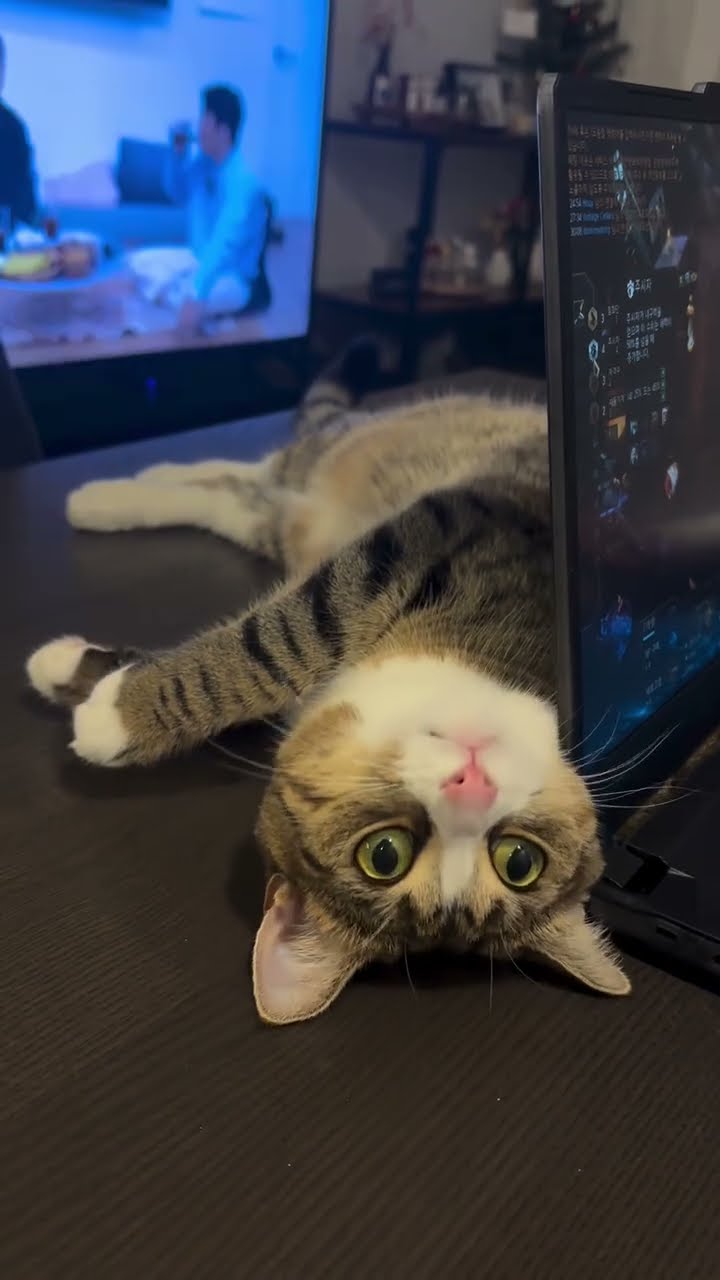 Max très mignon petit chaton